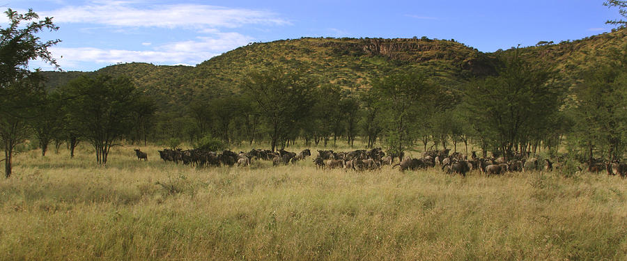Serengeti Photograph by Joseph G Holland