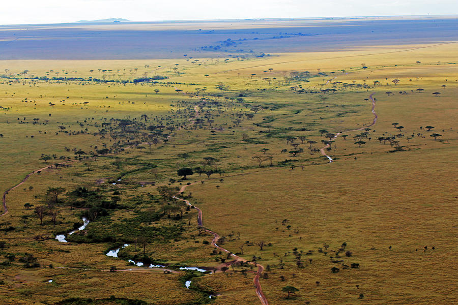 Serengeti Landscape Photograph by Tony Murtagh