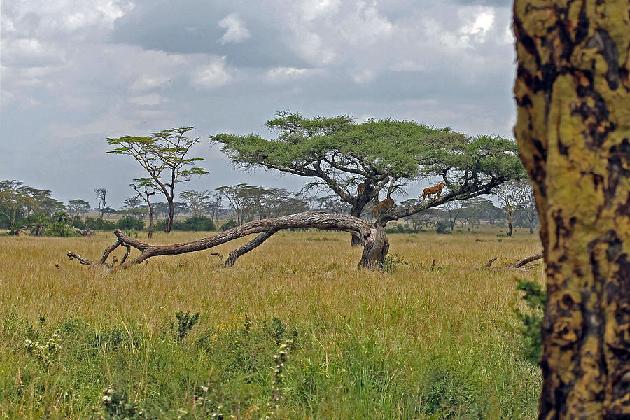 Serengeti Landscape with Lions Photograph by Tony Murtagh