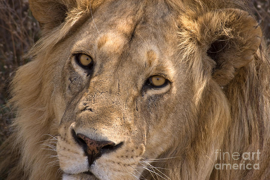 Serengeti Lion Photograph by Chris Scroggins