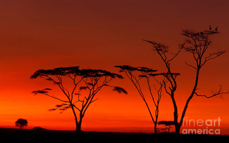 Serengeti National Park Photograph by Art Wolfe