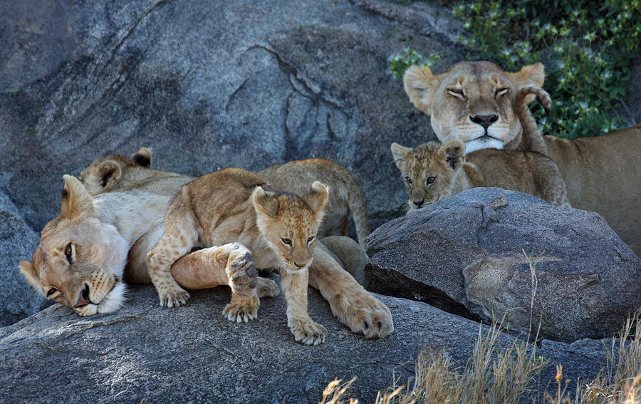 Serengeti Pride Photograph by David Beebe