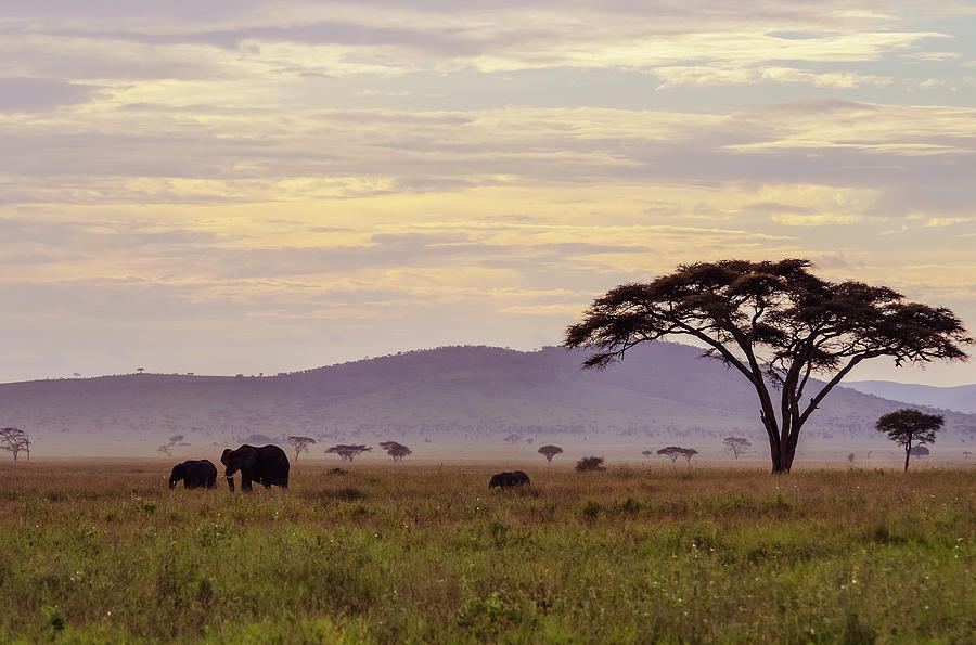 Serengeti Purple Landscape W Elephants Photograph by Volanthevist