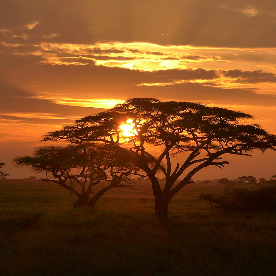 Serengeti Sunrise Photograph by Kathleen Rogers - Fine Art America