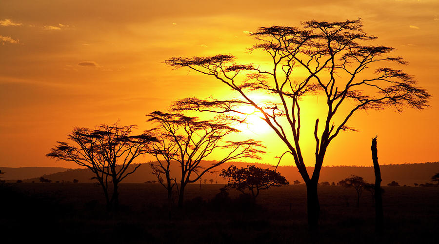 Serengeti Sunset Photograph by Mb Photography