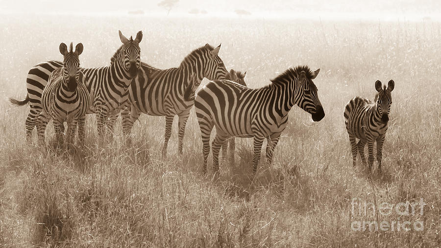 Serengeti Zebras Photograph by Chris Scroggins