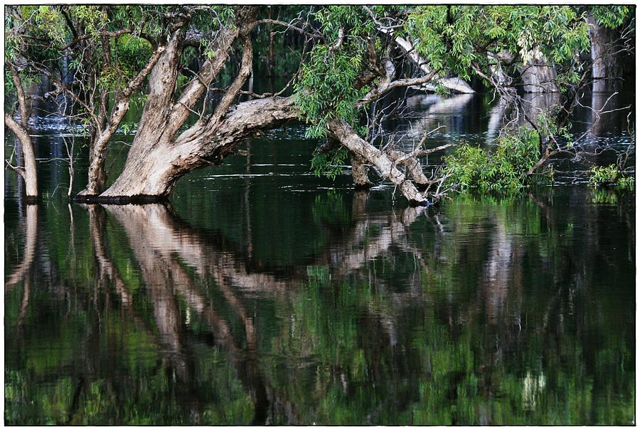 Tree Photograph - Serenity by Debbie Howden
