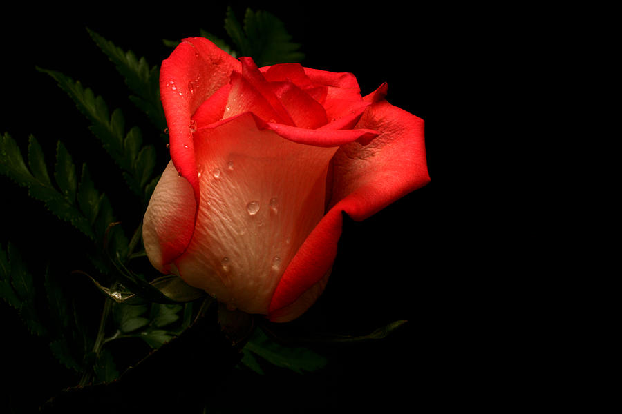 Rose Photograph - Serenity by Doug Norkum