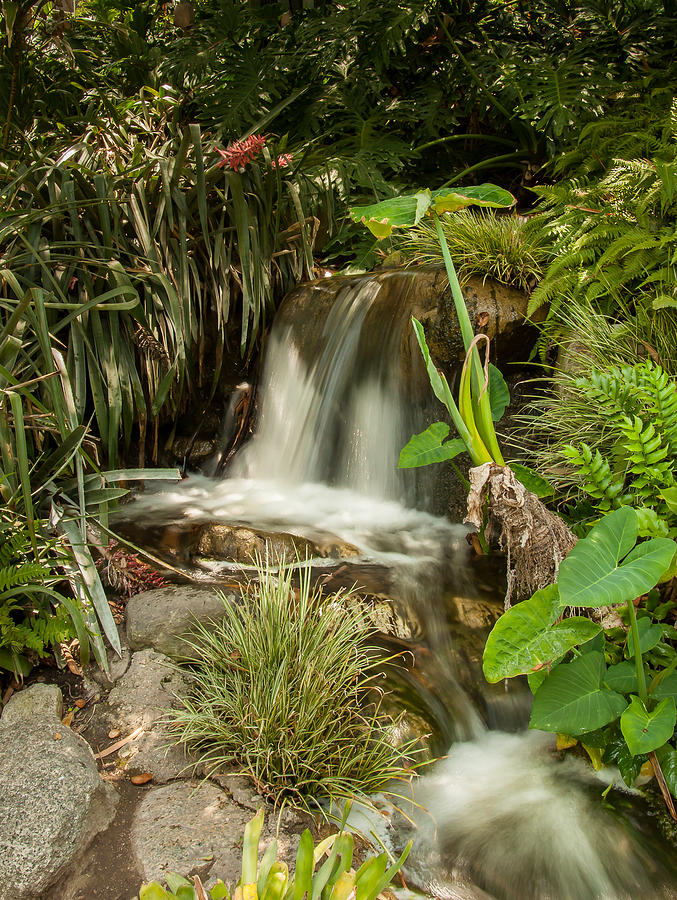 Jungle Photograph - Serenity Falls by Ryan Redlin