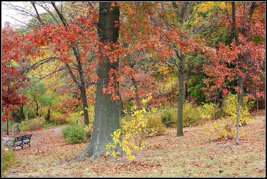 Fall Photograph - Serenity in Autumn by Dora Sofia Caputo