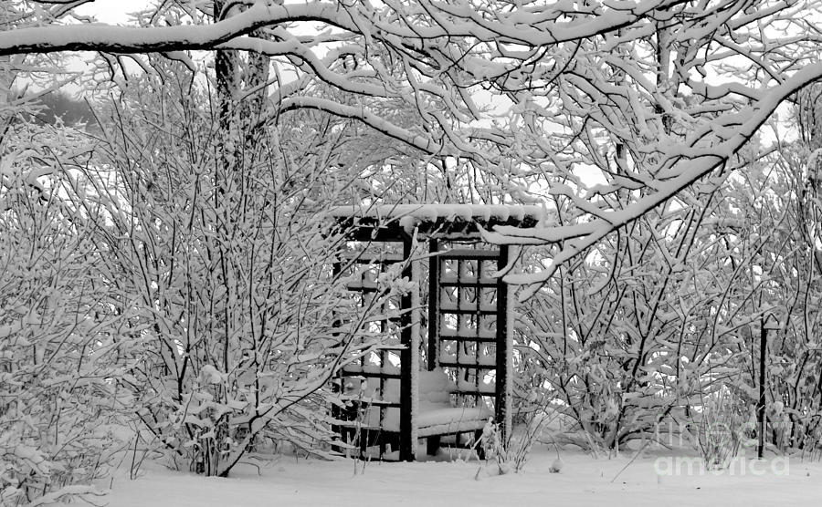 Serenity in Snow Photograph by Margaret Hamilton