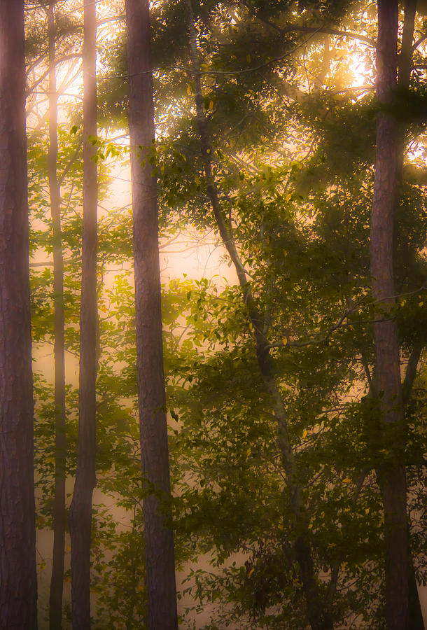 Spring Photograph - Serenity in the Forest by Parker Cunningham