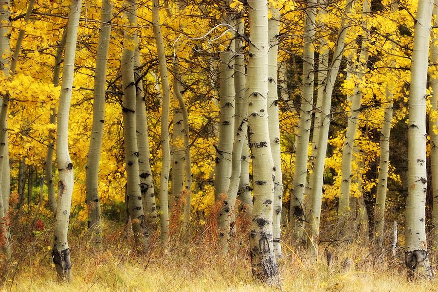 Serenity In The Woods Photograph By Kristen Thomsen - Fine Art America