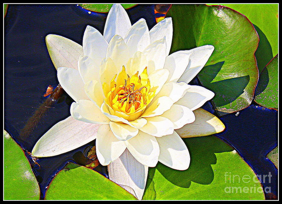 Serenity in White - Water Lily Photograph by Dora Sofia Caputo
