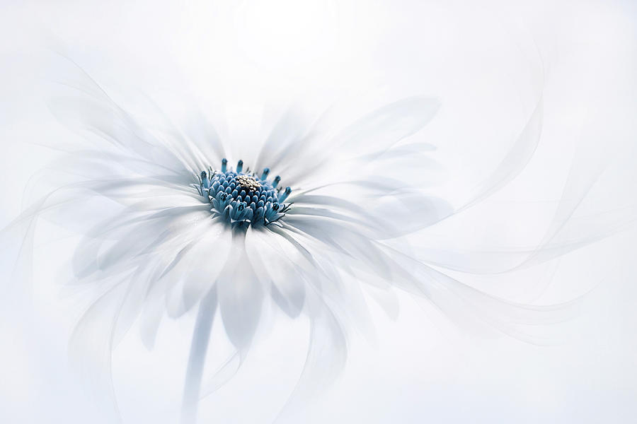 Flower Photograph - Serenity by Jacky Parker