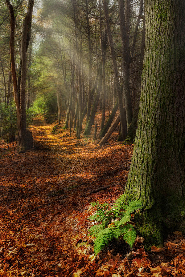 Serenity Of The Forest Photograph by Bill Wakeley