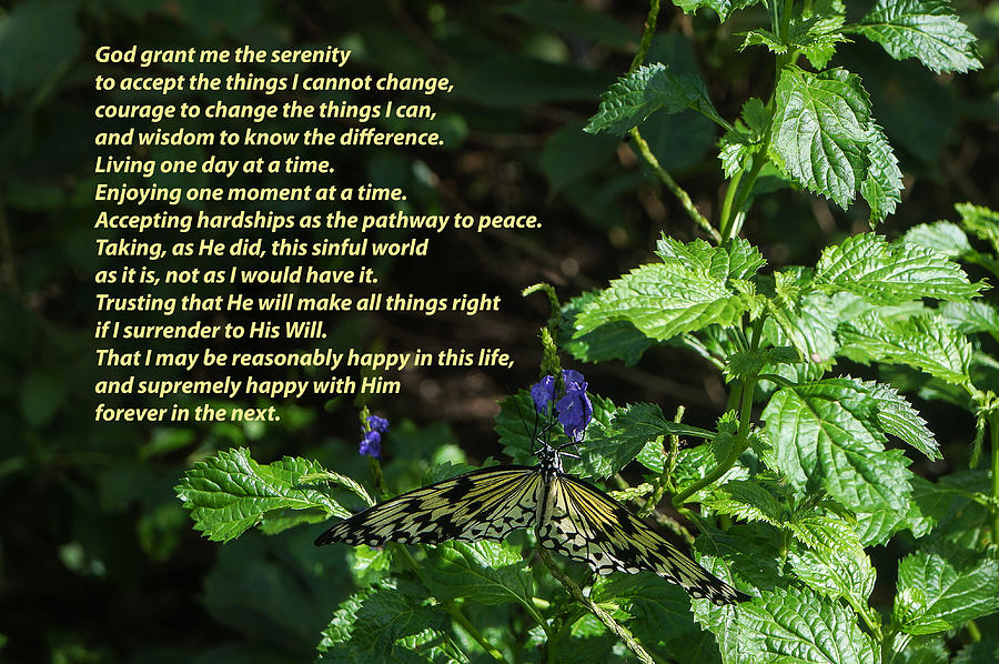 12 Step Photograph - Serenity Prayer - Long Form with Butterfly by Jeanette Beatty