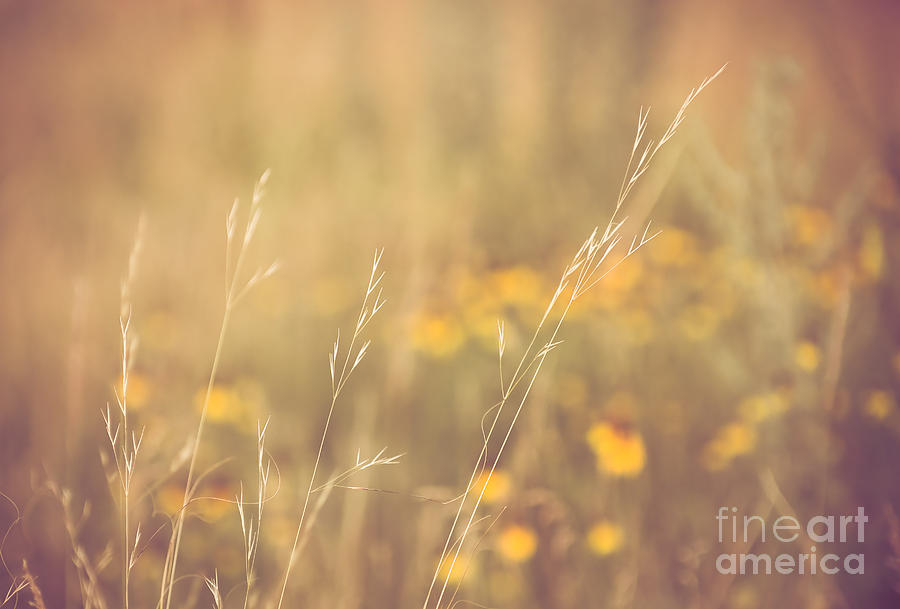 Flower Photograph - Serenity by Sarah McDowall