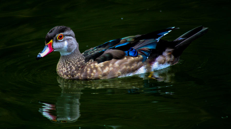 Duck Photograph - Serenity by Toma Caul