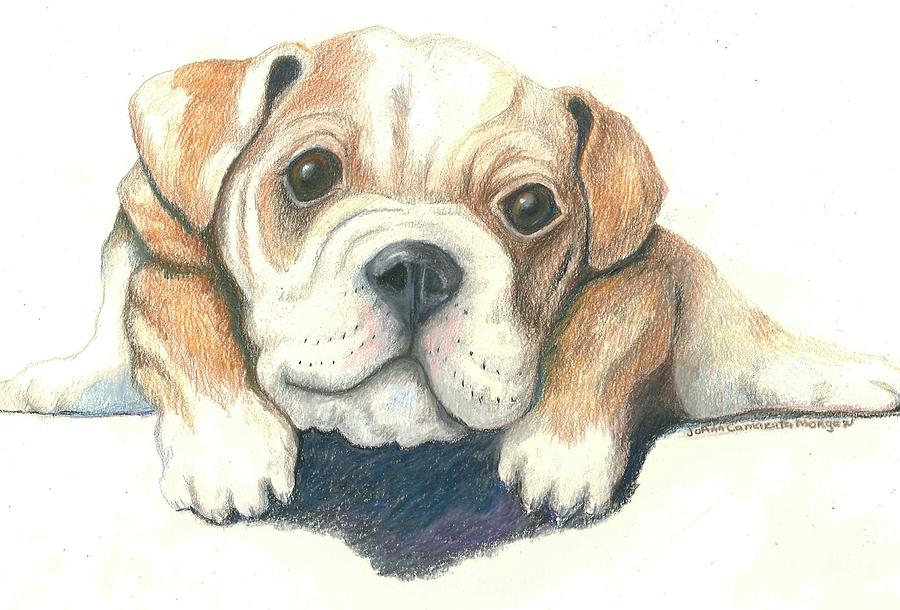 Dog Drawing - Serg by JoAnn Morgan Smith