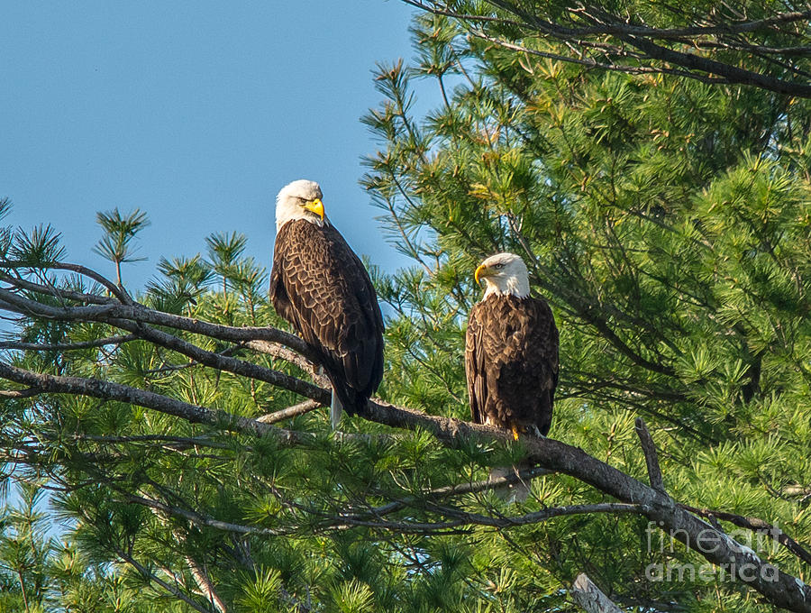 Serious Bald Eagles Photograph by Cheryl Baxter