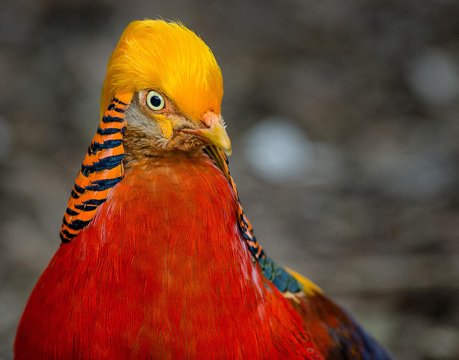 Serious Bird Photograph by Greg Nyquist