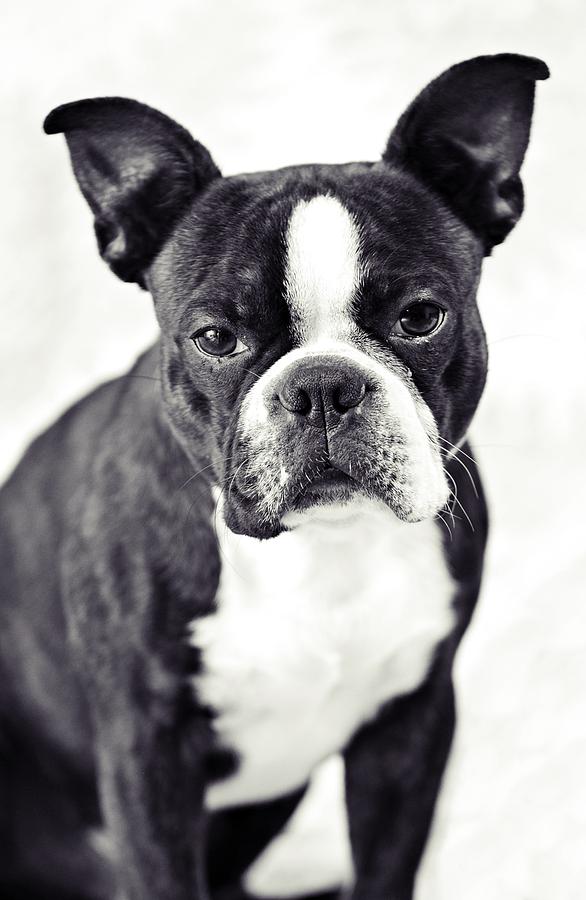 Boston Terrier Photograph - Serious Boy  by Kat Sepulvado