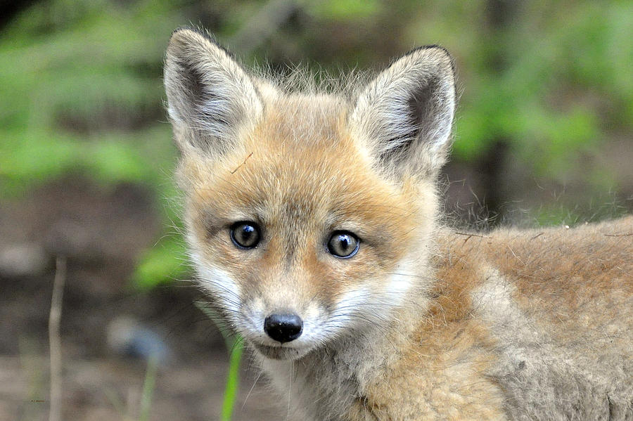 Fox Photograph - Seriously 2 by RJ Martens Fox Photograph - Seriously 2 by RJ Martens