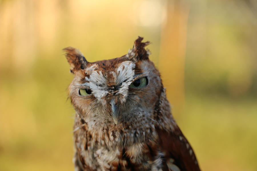 Owl Photograph - Seriously by David Bouchard