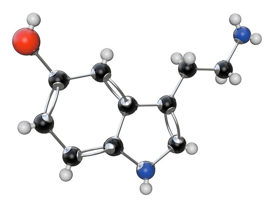 Serotinin Organic Compound Molecule Photograph by Alfred Pasieka/science Photo Library
