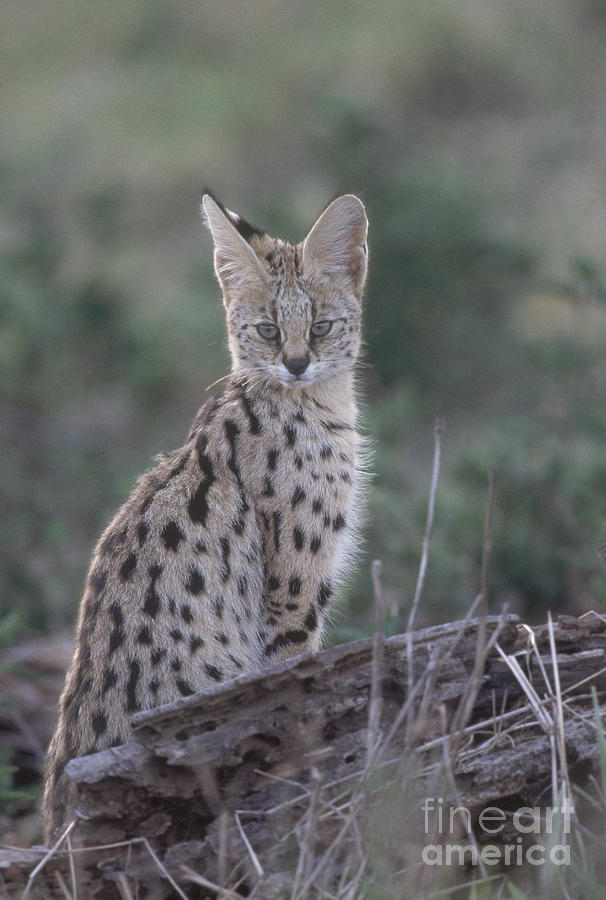 Serval Photograph by Art Wolfe