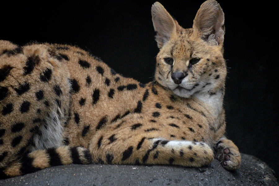 Serval at Rest Photograph by Maggy Marsh