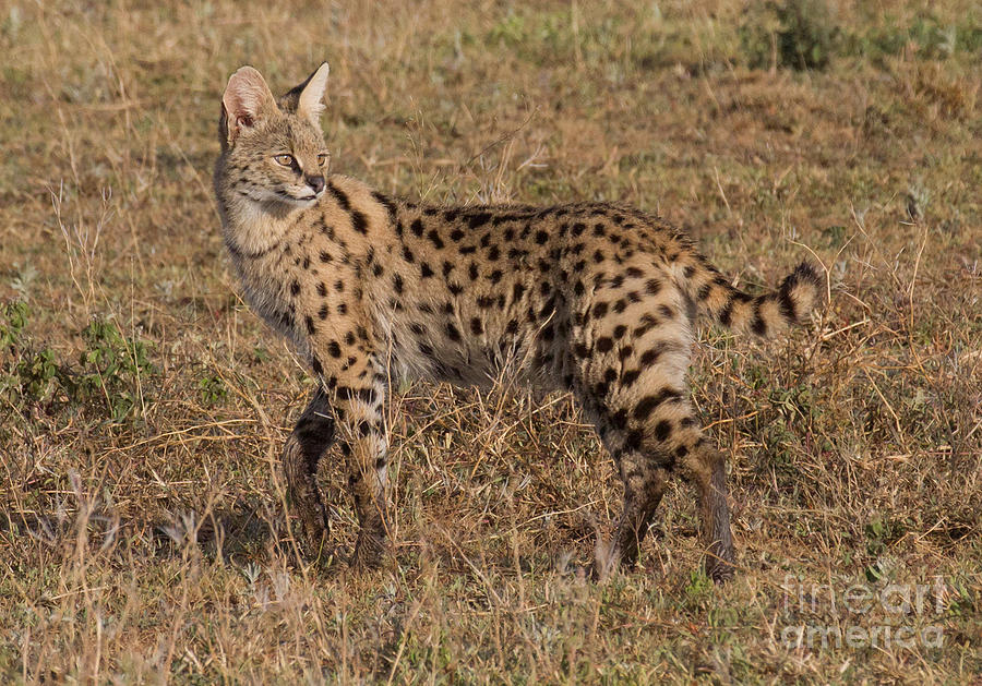 Serval Cat 3 Photograph by Chris Scroggins