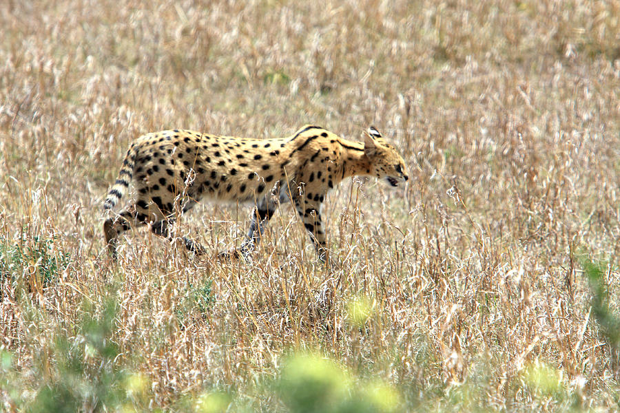 Cat Photograph - Serval Cat - Kenya by Aidan Moran