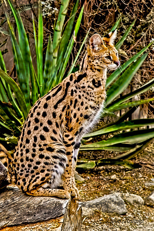 Serval Cat Photograph by Leon Roland Pixels