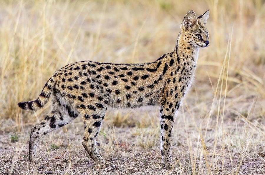 Wildlife Photograph - Serval Hunting by Jeffrey C. Sink