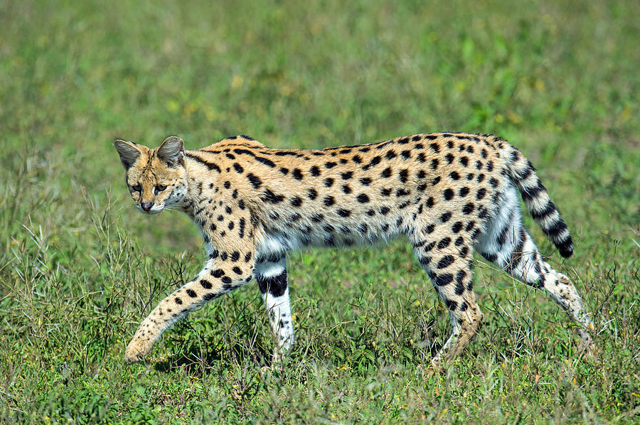 Serval Leptailurus Serval Walking Photograph by Panoramic Images