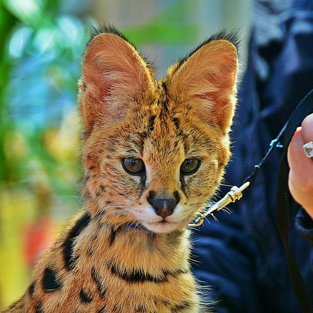 Nature Photograph - Serval Wild Cat. #natural #nature #swag by Nick Soar