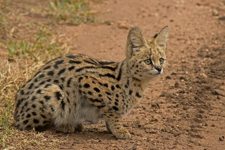 Serval Wild Cat Photograph by Tony Murtagh
