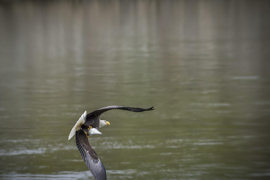 Bald Eagle Photograph - Serving fish take three by Eduard Moldoveanu
