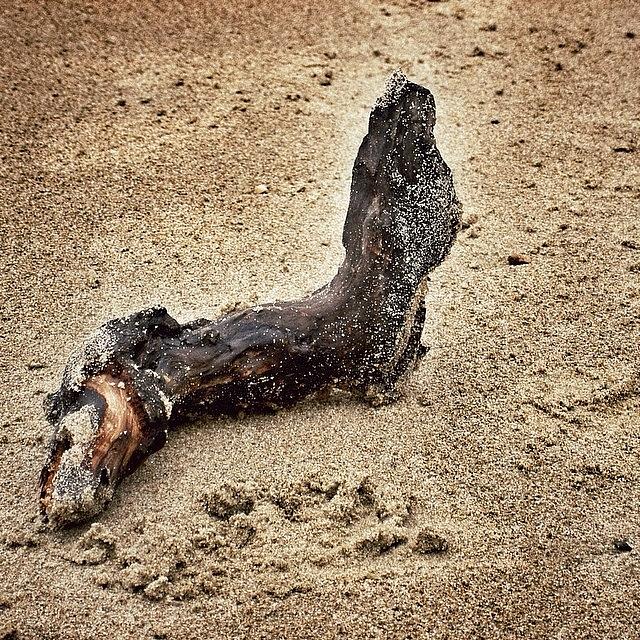 Beach Photograph - Set A Drift(wood) by Pix Jax