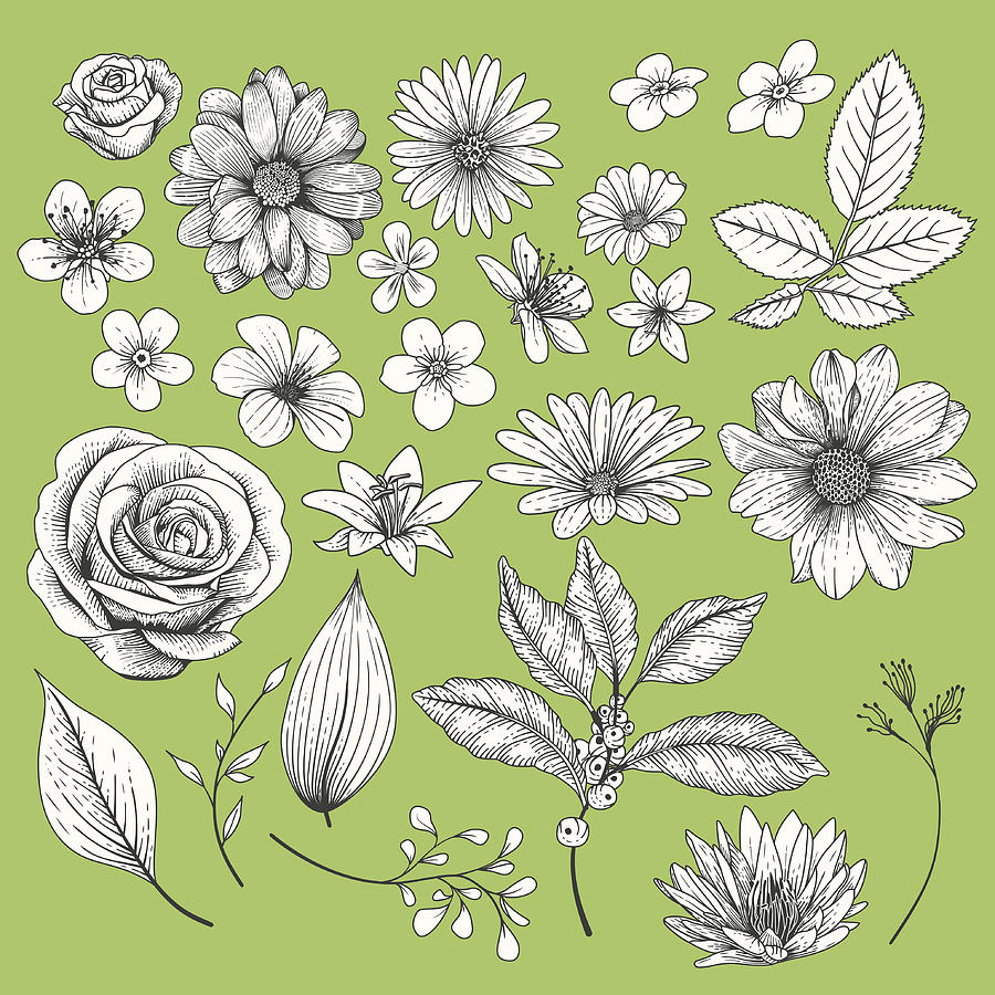 Set of Flowers Drawing by AF-studio
