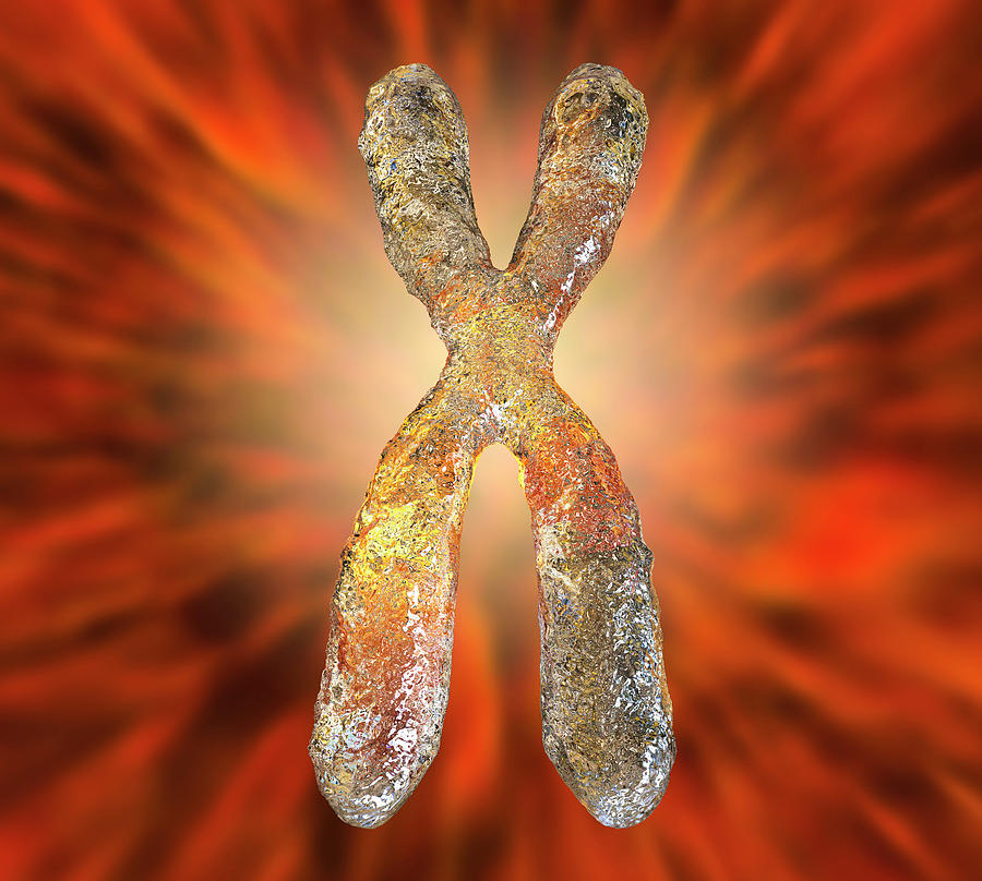 Set Of Human Chromosomes by Kateryna Kon/science Photo Library