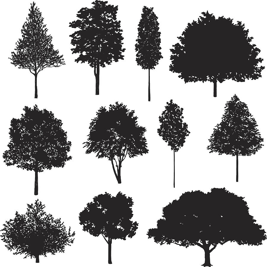 Set Of Tree Drawings Drawing by Saemilee
