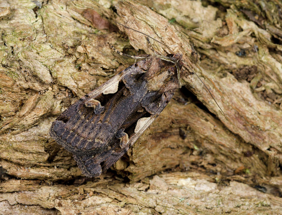 Setaceous Hebrew Character Photograph by Nigel Downer