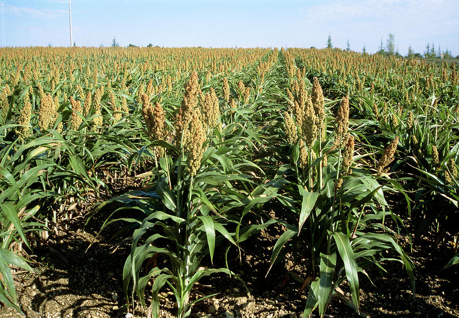 Setaria Italica Photograph by Brian Gadsby/science Photo Library - Fine ...