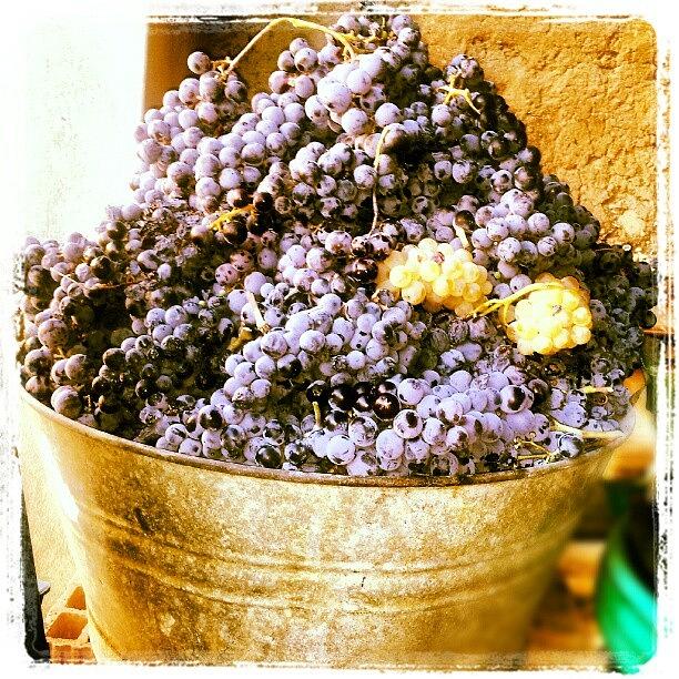 Grape Photograph - #settembre  #sardegna #uva #acini by Veronica Ibba
