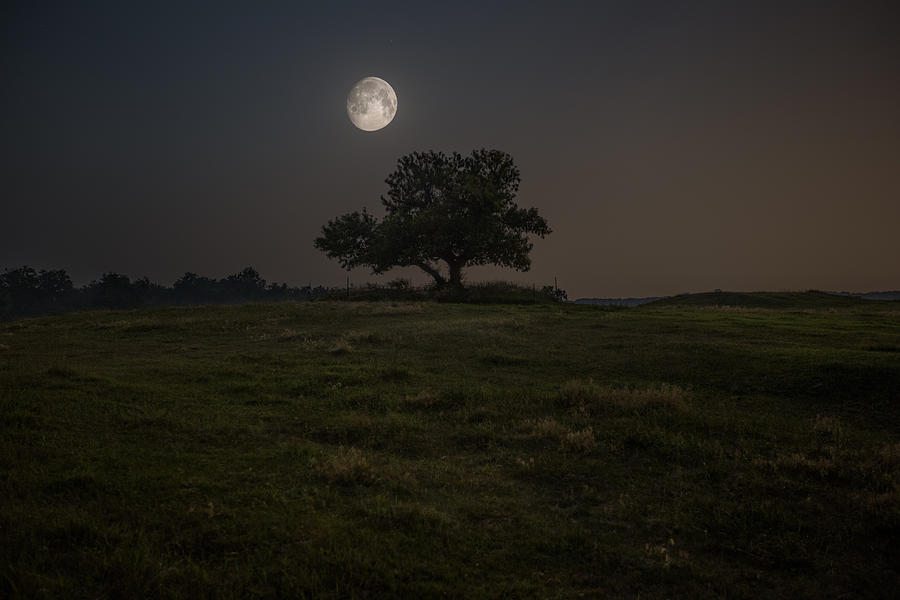 Tree Photograph - Setting Moon by Aaron J Groen