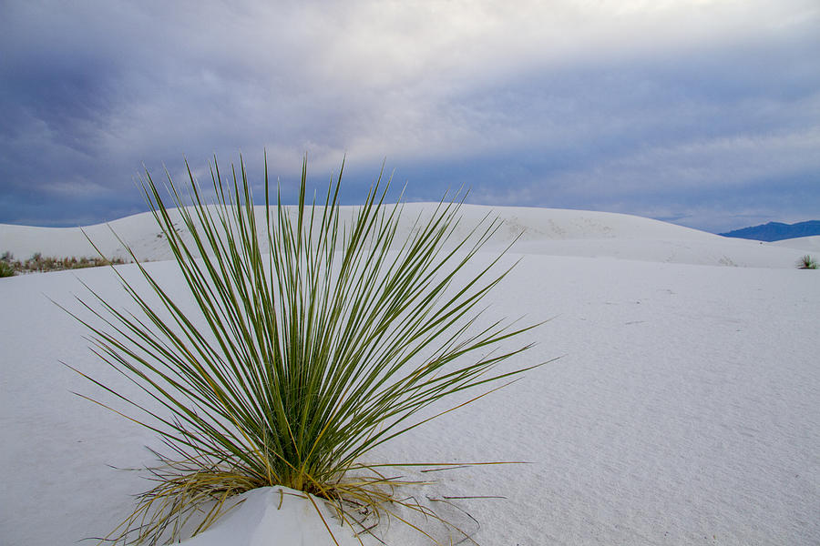 Setting Sun at White Sands Photograph by Jean Noren