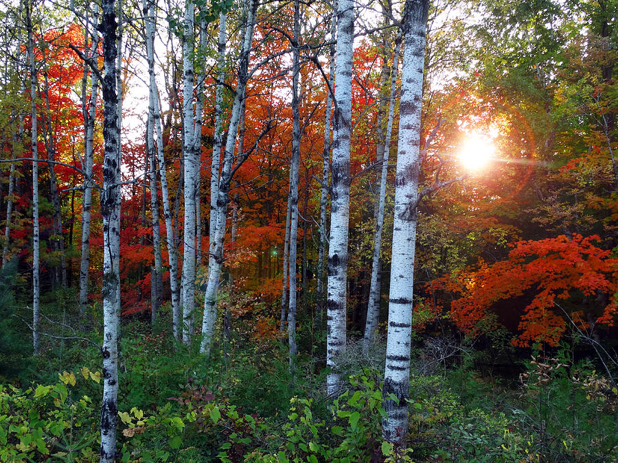 Fall Photograph - Setting Sun Birch Cluster by David T Wilkinson